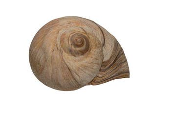 Uitstekende 90 mm GIANT Neverita didyma - Zeldzame