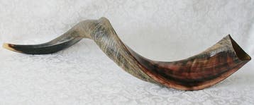 Jemenitische Shofar Medium (kosher), Muziek en Instrumenten, Blaasinstrumenten | Overige, Nieuw