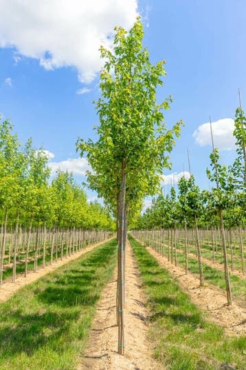 Acer saccharinum hoogstam 12/14