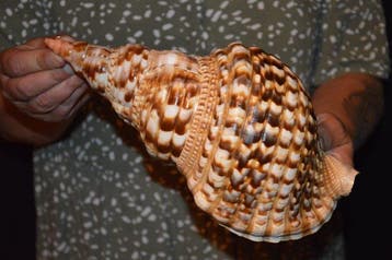 Zeeslak Zeeschelp - M-948 CHARONIA VARIEGATA, Verzamelen, Dierenverzamelingen, Nieuw