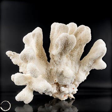 Natuurlijke witte tafelkoraal - EU-exclusief - Acropora, Nieuw