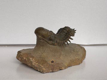 Trilobiet - Fossiel skelet - Crotocephalina gibbus - 6 cm -
