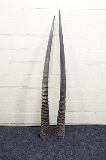 Gemsbok Hoorns - Oryx gazella - 88 cm - 3 cm - 0 cm-, Nieuw
