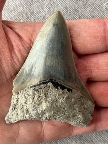 Megalodon-tand 8,0 cm - Fossiele tand - Carcharocles