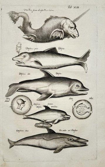 Joannes Jonstonus (1603-1675) / Matthäus Merian - Marine