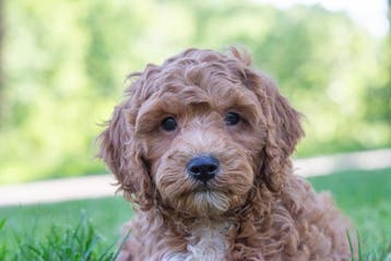 prachtige labradoodle pups, Parvo, Nederland, Overige rassen, 8 tot 15 weken