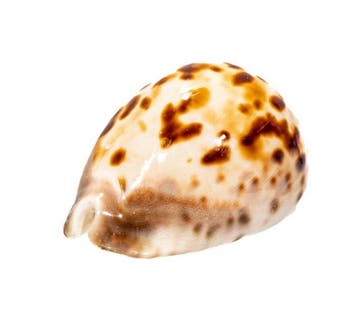 Zoila venusta roseopunctata §§ Pink Deepwater Treasure §§, Nieuw