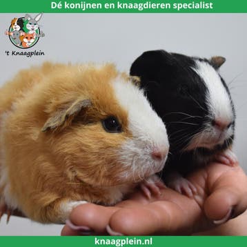 Gecastreerde cavias - Beste combinatie - Erg rustig - Tam, Dieren en Toebehoren, Knaagdieren, Mannelijk, Cavia, Tam
