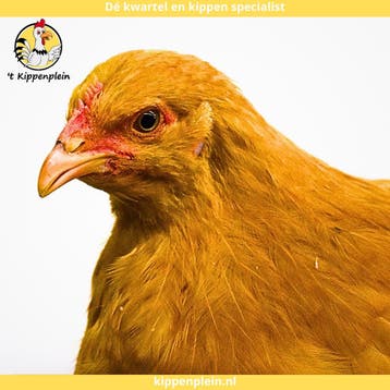Orpington Buff - Rustig, Tam en Gezond, Dieren en Toebehoren, Pluimvee, Meerdere dieren, Kip