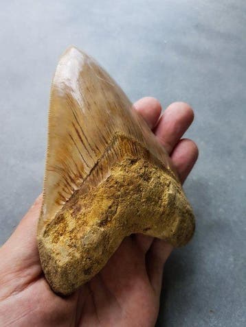 Megalodon - Fossiele tand - 13.2 cm - 9.2 cm, Verzamelen