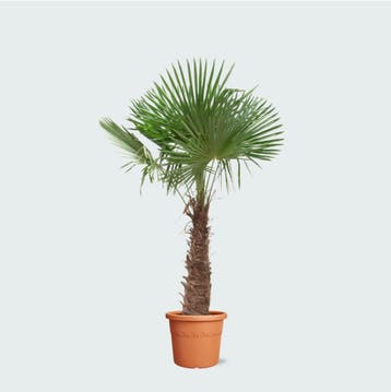 Green Bubble - Trachycarpus Fortunei - 250cm - Ø40 - 55 cm, Ophalen of Verzenden