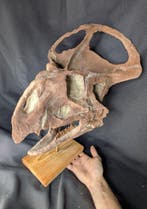 Fossiele schedel - Protoceratops - Museum-Grade Replica - 43, Verzamelen