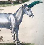 Matthäus Merian (b1593) - hand col. folio: Mythological