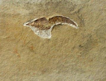 Mooi fossiel kreeftachtig dier - - Gefossiliseerd dier -