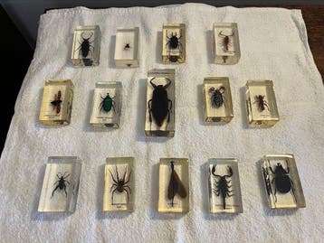 Themacollectie - Insectenverzameling in transparante hars