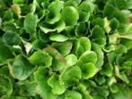 Schoenlappersplant bergenia cordifolia, Tuin en Terras, Verzenden, Lente, Vaste plant, Halfschaduw