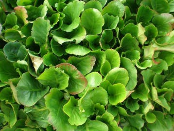 Schoenlappersplant bergenia cordifolia, Tuin en Terras, Planten | Tuinplanten, Verzenden, Lente, Vaste plant, Halfschaduw