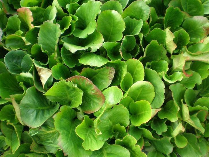 Schoenlappersplant bergenia cordifolia, Tuin en Terras, Planten | Tuinplanten, Vaste plant, Halfschaduw, Lente, Verzenden