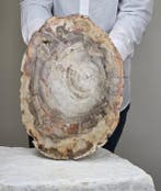 Fossiel hout - Gefossiliseerd hout - Araucaria - 38 cm - 27
