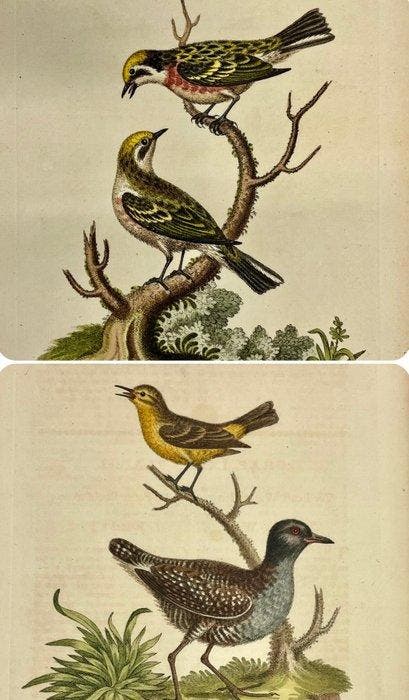 George Edwards (XVIII - Rare Ornithology Prints, Antiek en Kunst, Antiek | Overige Antiek