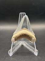 Megalodon - Fossiele tand - Otodus Megalodon - 4.13 cm -, Verzamelen