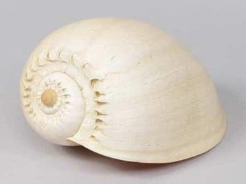 Melo Diadema schelp 20-22 cm Per Stuk, Ophalen of Verzenden, Nieuw