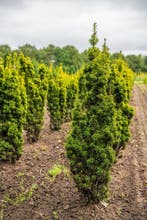 Taxus baccata David 100-120 met kluit., Ophalen, Conifeer, Struik, 100 tot 250 cm