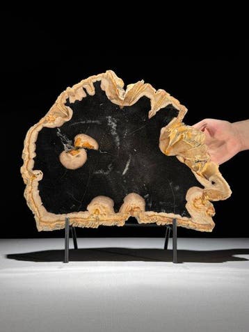 C - Prachtige plak versteend hout op een op maat gemaakte