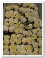 Mini Foam Roos Creme 2 cm Doosje, Ophalen of Verzenden, Nieuw