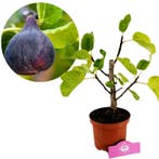 Vijgenboom Ficus carica Black Mission + Pot 17, Tuin en Terras, Planten | Fruitbomen, Verzenden, Volle zon