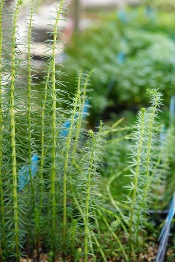 VIJVERPLANTEN GROOT ASSORTIMENT - Bij Bovis Twente, Ophalen, Nieuw, Overige typen