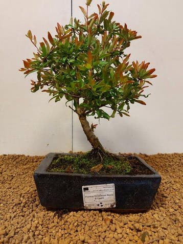 Dwerg granaatappel bonsai (Punica granatum) - Hoogte (boom):