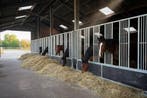 Voerwanden | Groepshuisvesting & opfokstallen | Op voorraad, Weidegang, 4 paarden of pony's of meer