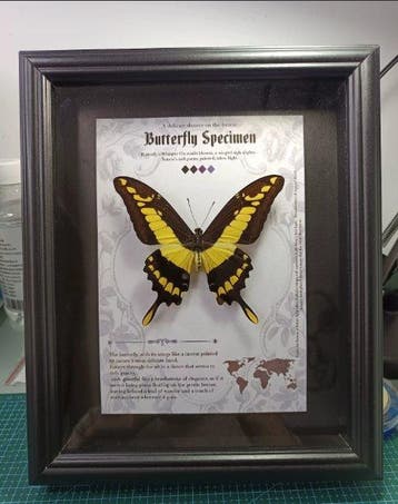 Vlinder Taxidermie wandmontage - Papilio thoas - 28 cm - 23, Nieuw