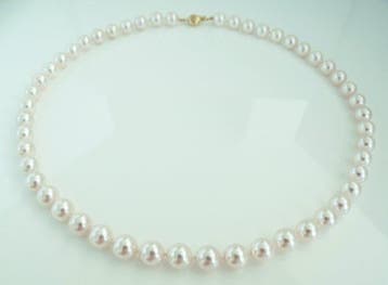 Halsketting - 14 kt. geelgoud - ronde, 8–8,5 mm - Akoya, Nieuw
