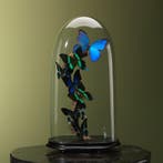 Vlinders in Stolp Taxidermie Opgezette Dieren By Max, Ophalen of Verzenden, Nieuw, Insect, Opgezet dier