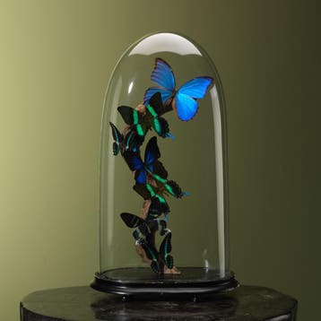 Vlinders in Stolp Taxidermie Opgezette Dieren By Max, Verzamelen, Dierenverzamelingen, Ophalen of Verzenden, Nieuw, Insect, Opgezet dier