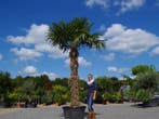 Trachycarpus fortunei palmboom / palmbomen te koop!!!!!!!!!!, Tuin en Terras, In pot, Halfschaduw, Ophalen of Verzenden, 100 tot 250 cm