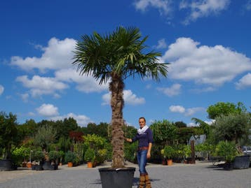 Trachycarpus fortunei palmboom / palmbomen te koop!!!!!!!!!!, Tuin en Terras, In pot, Halfschaduw, Ophalen of Verzenden, 100 tot 250 cm