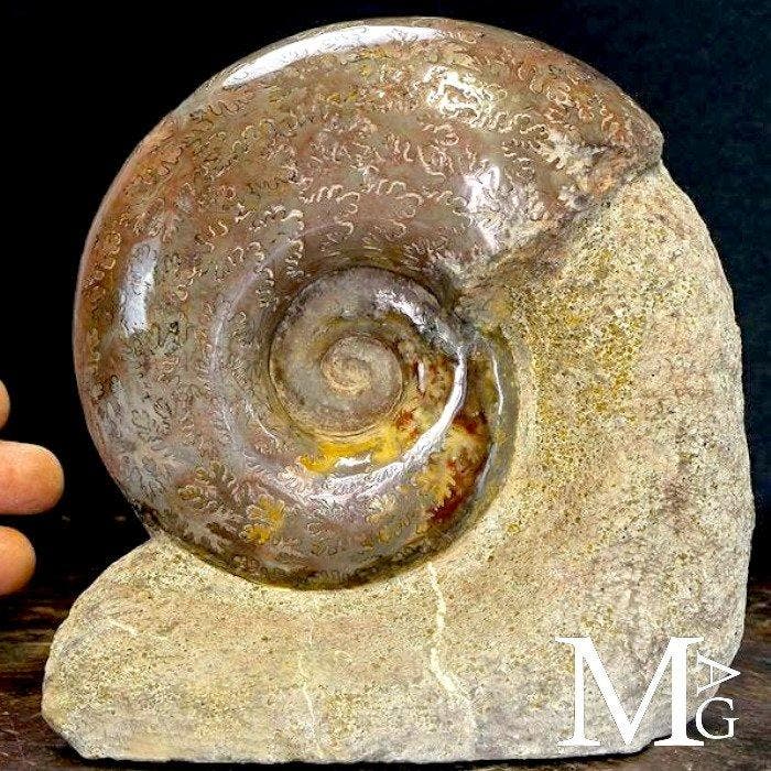 Ammoniet op Natural Matrix uit Lyon - Fossiel fragment -, Antiek en Kunst, Curiosa en Brocante