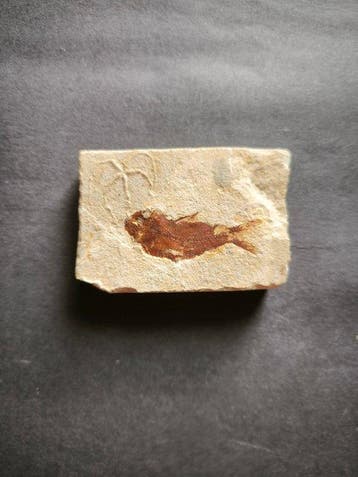 Gefossiliseerd dier - Armigatus Brevissimus + Stella Marina