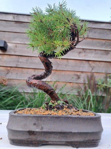 Spar bonsai (Picea) - Hoogte (boom): 19 cm - Diepte (boom):