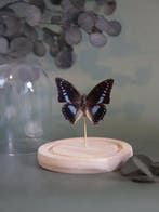 Vlinder Taxidermie volledige montage - Véritable Charaxes