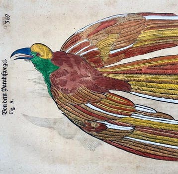Conrad Gessner [1516-1565]; folio with 2 woodcuts -