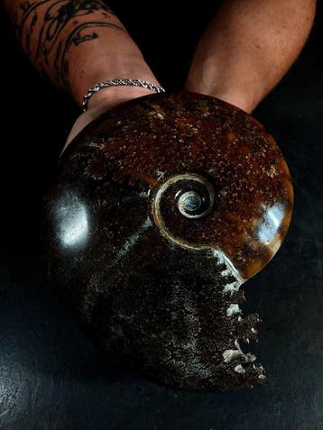 ammoniet met bewerkte mond - Gefossiliseerd dier -, Nieuw