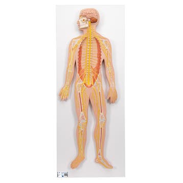 Anatomie model zenuwstelsel (80x33x6 cm), Nieuw