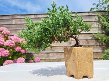 Jeneverbes bonsai (Juniperus) - Hoogte (boom): 15 cm -