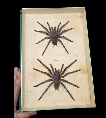 South America spider - Mygales Collection (39x26 cm) - -, Verzamelen, Dierenverzamelingen, Nieuw