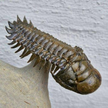 Trilobiet - Gefossiliseerd dier - Crotalocephalina gibbus -