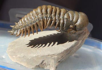 Trilobiet - Fossiel skelet - Crotalocephalus gibbus, Verzamelen, Mineralen en Fossielen